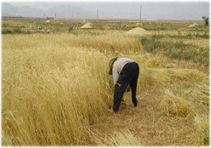خرید بیش از ۴۲ هزار تن گندم مازاد از کشاورزان سیستان وبلوچستان