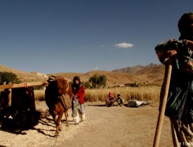 کاهش ۵۰ درصدی حاصلات گندم و جو در بادغیس