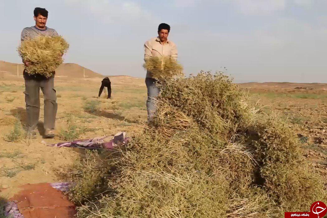 برداشت زیره سبز از مزارع شهرستان گناباد