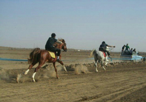معرفی برگزیدگان مسابقات استانی سوارکاری استقامت