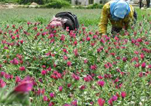 آغاز برداشت گیاهان دارویی در استان