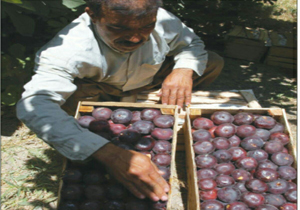 انجیر لرستان برندی ندارد