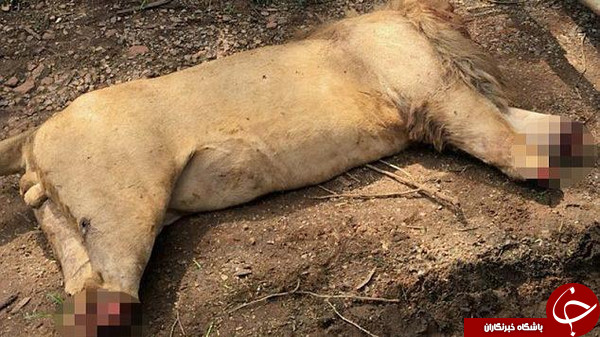 مثله کردن شیر&zwnj;های نر برای نسخه سحرآمیز جادوگران