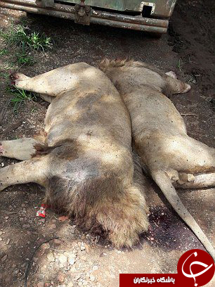 مثله کردن شیر&zwnj;های نر برای نسخه سحرآمیز جادوگران