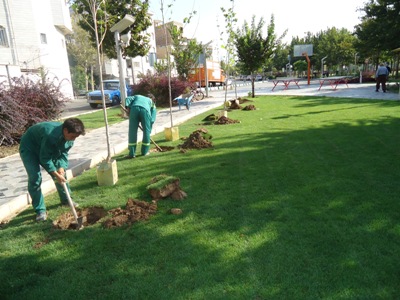 گیاهان داغداغان، زالزالک و بنه جایگزین چمن در تهران می&zwnj;شوند