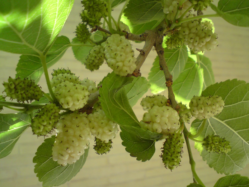 چه بلایی بر سر درختان توت و چنار تهران آمد؟/عاقبت آلودگی هوا به نابودی درختان کهن انجامید