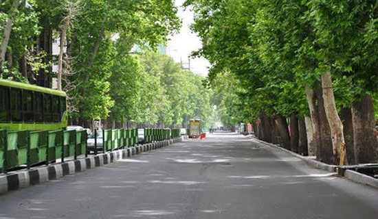 چه بلایی بر سر درختان توت و چنار تهران آمد؟/عاقبت آلودگی هوا به نابودی درختان کهن انجامید
