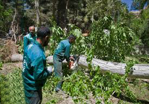 رنگی بر رخسار باغات سمنان نمانده/ بیمه ای که برای کشاورزان پدری نکرد