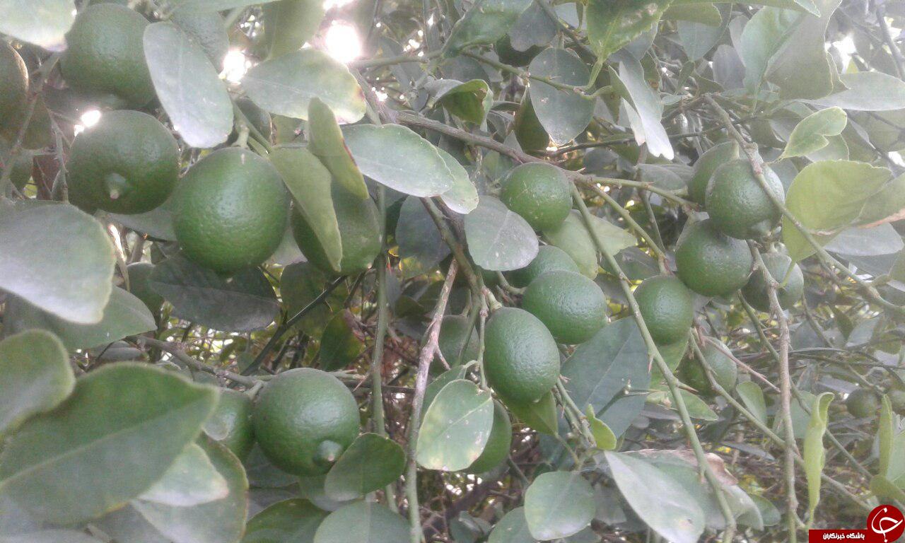 نمایی از باغ لیمو در برنطین + تصاویر