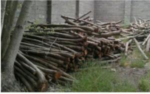 کشف چوب و ذغال قاچاق در آستارا