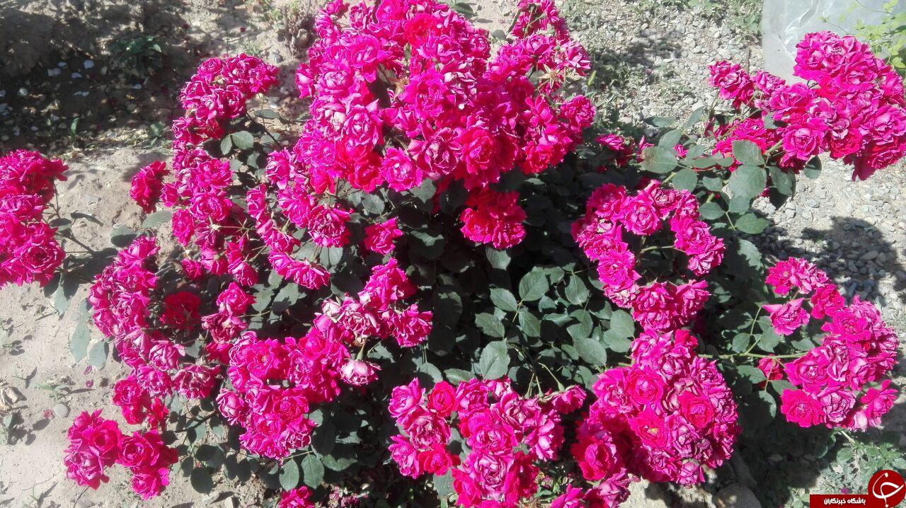 گل های باغ کلهر در قاب تصویر