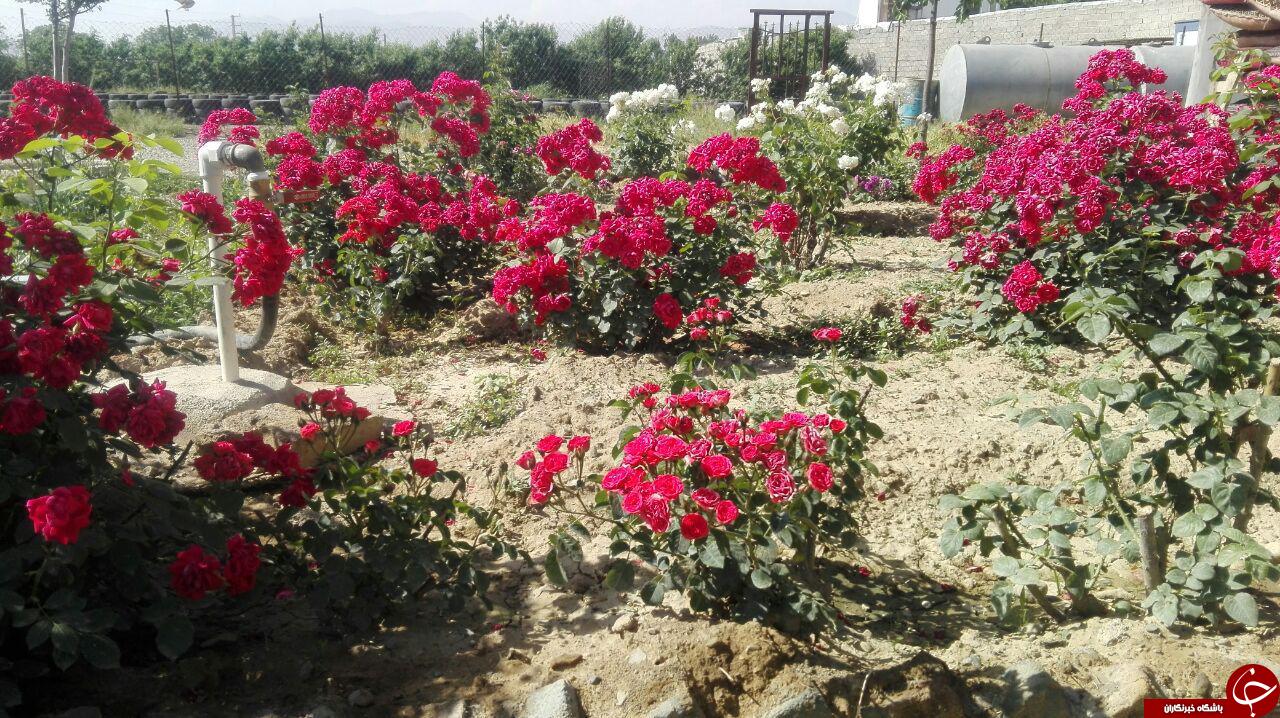 گل های باغ کلهر در قاب تصویر