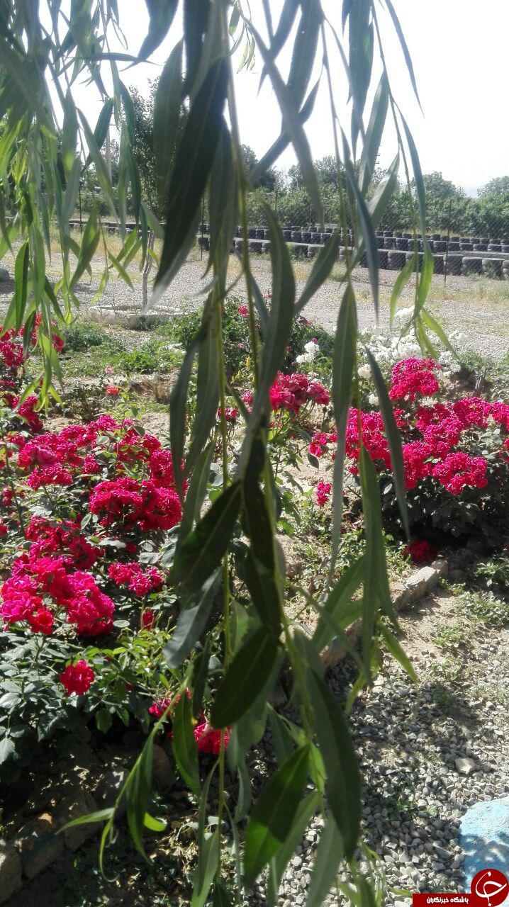 گل های باغ کلهر در قاب تصویر