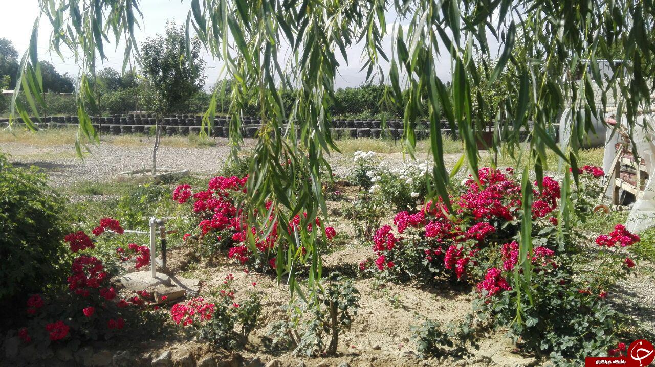 گل های باغ کلهر در قاب تصویر