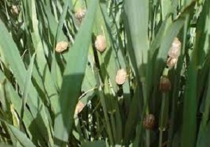 آغاز مبارزه با آفات سن غلات در مزارع کردستان