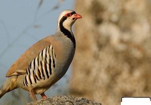 بازگشت کبک های وحشی به محيط زيست