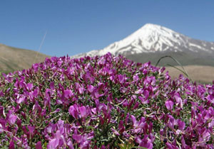 طبیعت زیبای دامنه کوه دماوند + تصاویر