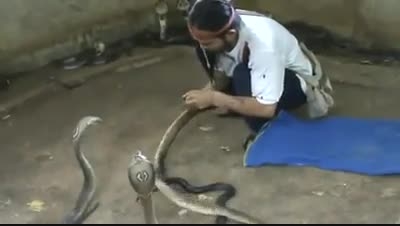 مرد شجاعی که به مار هم چک می زند! + فیلم