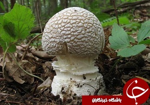 از تشییع پیکر شهدای هنگ مرزی ارومیه تا مسمومیت ۴ نفر با مصرف قارچ سمی