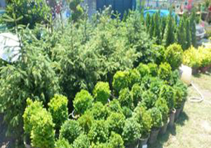 صادرات ۵۷ هزار دلار گل وگیاه زینتی از عباس آباد