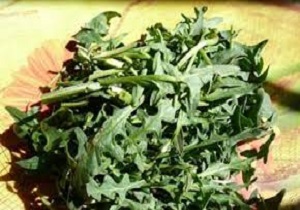 بهار فصل برداشت گیاهان دارویی در شهرستان خلخال