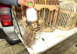 دستگیری شکارچی متخلف کبک در روانسر