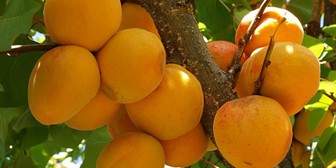 میوه شگفت انگیز را بشناسید
