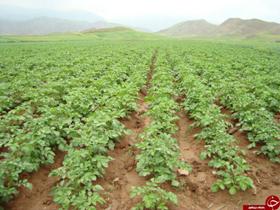 کشت سیب زمینی برای نخستین بار در سردشت آذربایجان غربی