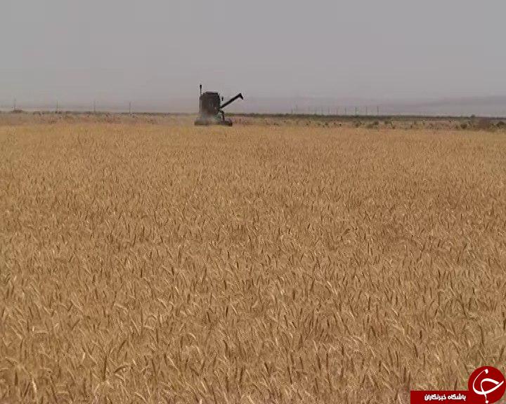 برداشت گندم از سطح ۸۰۰ هکتار از مزارع شهرستان گناباد