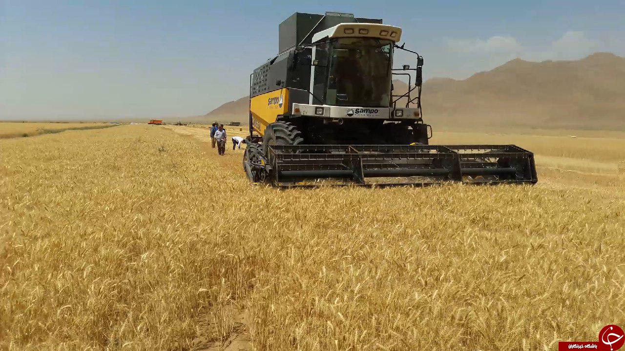برداشت گندم از سطح ۸۰۰ هکتار از مزارع شهرستان گناباد