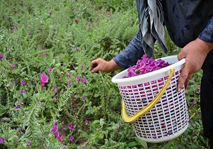 آغاز برداشت گل گاو زبان