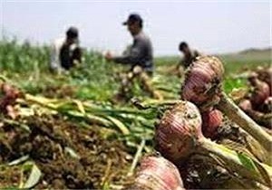 برداشت 10 هزار تن سیر از اراضی شهرستان پارس‌آباد