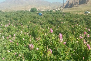 آغاز برداشت گل محمدی در دلیجان +تصاویر
