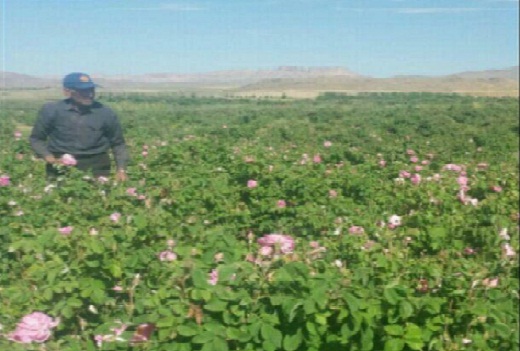 آغاز برداشت گل محمدی در دلیجان +تصاویر