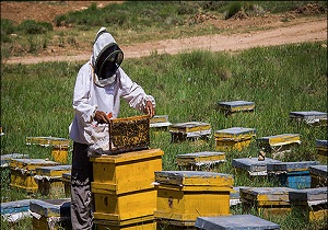 پرداخت تسهیلات اشتغالزایی به متقاضیان