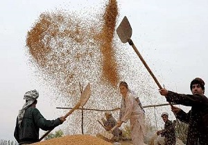 خریداری 450 هزار تُن از محصولات کشاورزی کردستان به صورت تضمینی