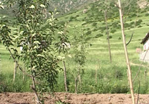 کاشت نهال در مناطق کوهستانی