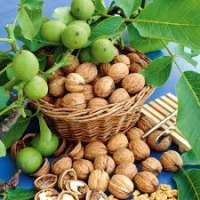 تویسرکان به پایگاه کشوری تولید نهال گردو تبدیل می&zwnj;شود