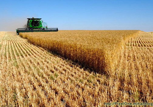 آغاز پرداخت پول گندمکاران گلستانی