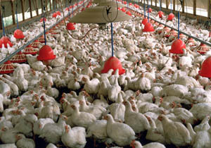توصیه‌هایی به دامداران، مرغداران و زنبورداران