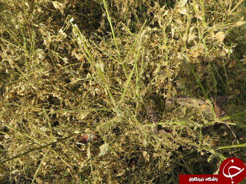 نگاهی گذرا به مهمترین رویداد&zwnj;های ۹ تیرماه در مازندران