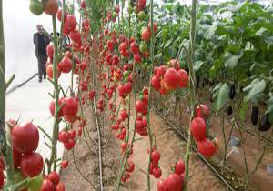 ایلام دارای قابلیت های زیادی برای راه اندازی شهرک گلخانه ای است