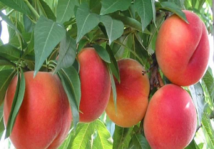 برداشت بیش از 4 هزار تن هلو و زردآلو  از باغات کرمانشاه