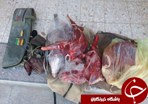 دستگیری عاملان شکار میش وحشی در زیرکوه
