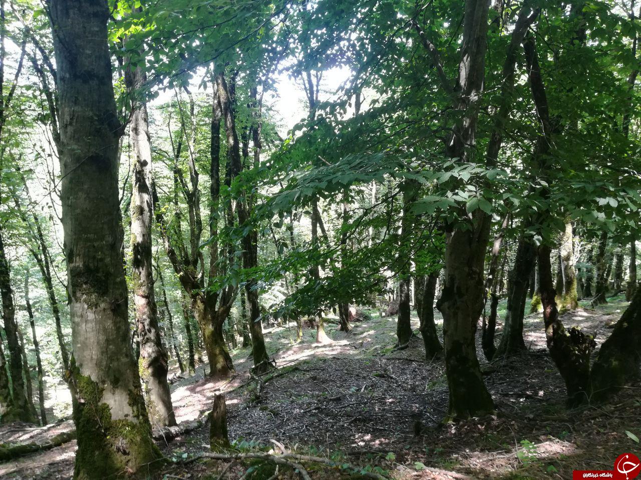 مناظر دیدنی روستای &laquo;گلسرک&raquo; + تصاویر
