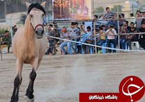 جشنواره اسبان اصیل ایرانی در جهرم