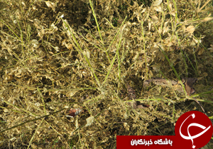 نگاهی گذرا به مهمترین رویداد&zwnj;های ۱۰ تیر در مازندران