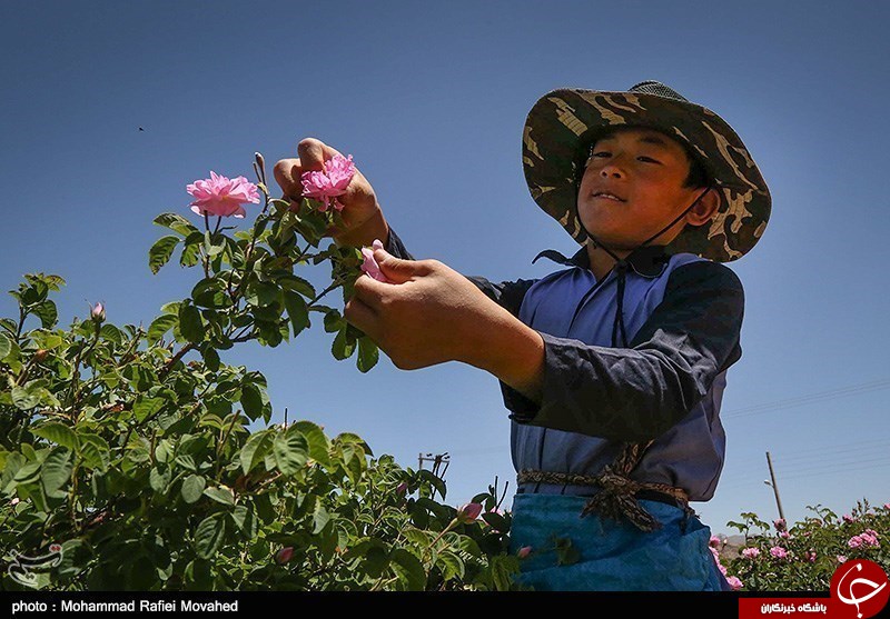 &laquo;گلاب&raquo;؛ کالای شگفت&zwnj;انگیز صادراتی ایران در قرن هفدهم/ تاریخچه گلابگیری