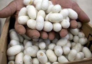 خرید حدود ۸۰۰ تن پیله ترابریشم از نوغانداران کشور