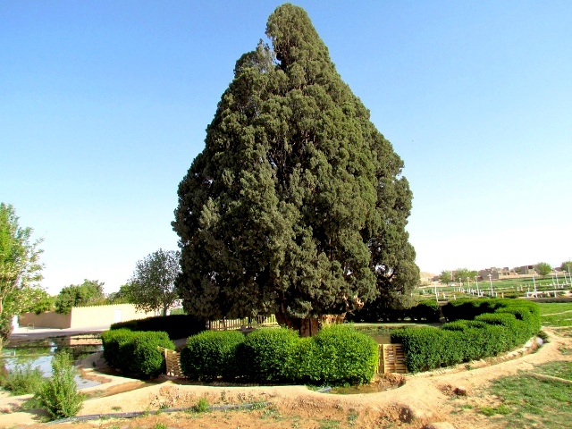 نحوه حفاظت از سرو ابرکوه پیگیری می‌شود